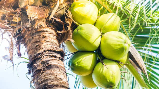 नारियल की खेती को सरकार दे रही है बढ़ावा