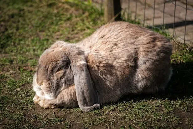 Rabbit                                (Image Credit:Pexels)