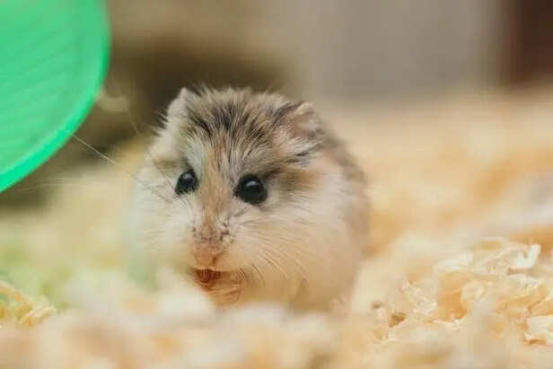 Hamster Eating                                 (Image Credit:Pexels)