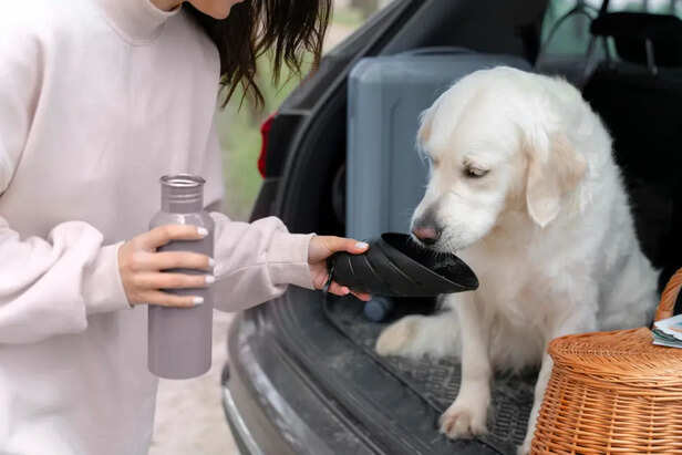 Dog Drinking                               (Image Credit:Freepik)