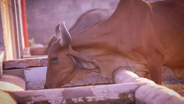 दुधारू गाय को पानी की जरूरत