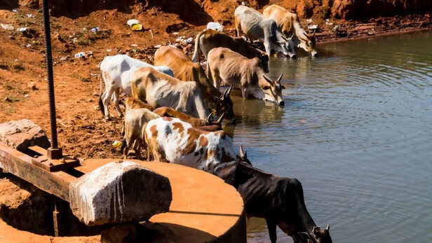 बिहार पशुपालन विभाग ने दी जानकारी