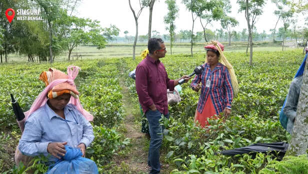 हर दिन नहीं मिलता पैसा, 12 दिन में एक बार होती है पेमेंट-चाय बागान श्रमिक