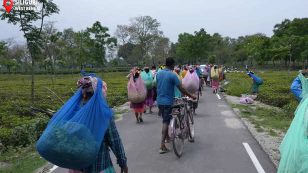 घरों को लौटते चाय श्रमिक