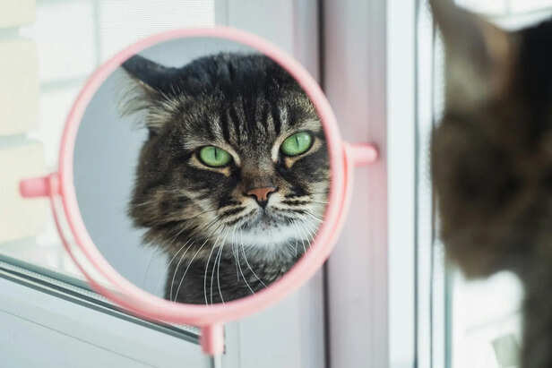 The strange behavior of reflections breaks a cat’s expectations