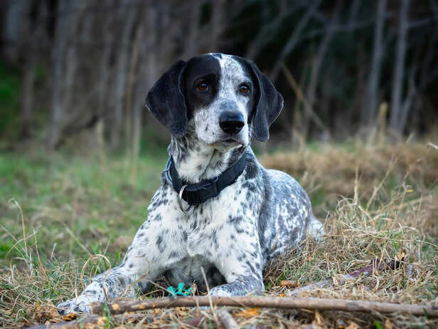 ​Catahoula Leopard Dog with Heterochromia