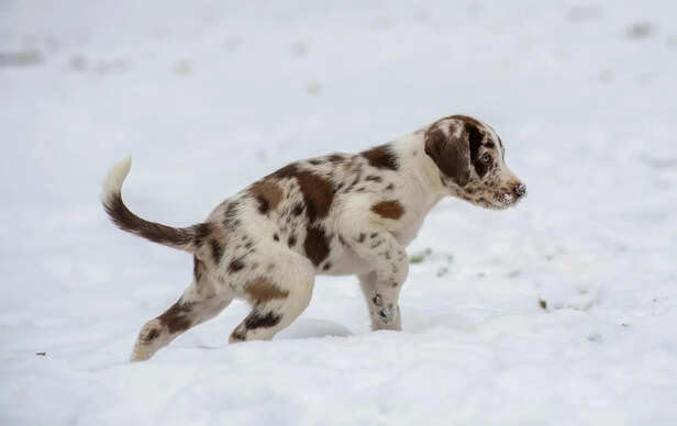 ​Catahoula Herding Livestock