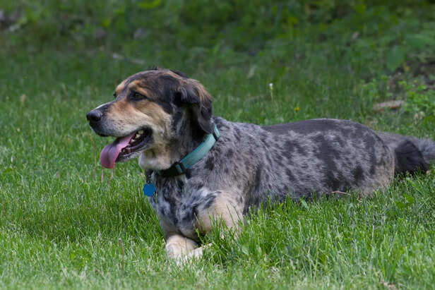 ​Leopard Pattern Coat Dog