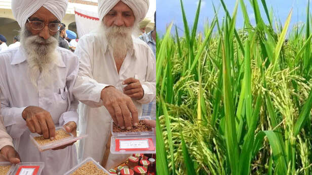 अच्छी किस्मों की खेती किसानों की आय बढ़ाने में मदद करेगी