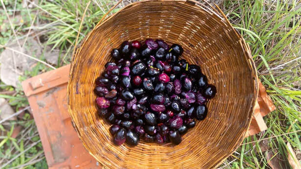 जामुन के इतिहास पर नए शोध में भारत की अहम भूमिका सामने आई