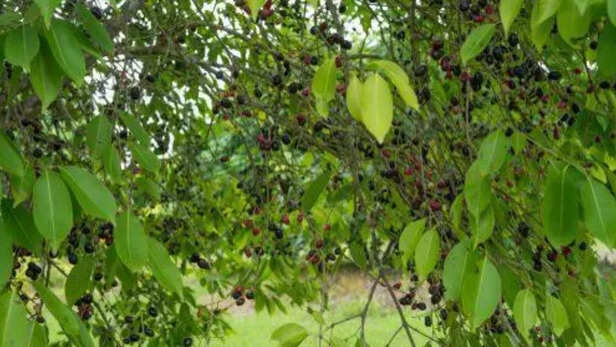 जामुन सिर्फ स्वादिष्ट फल नहीं, बल्कि भारत की प्राचीन जैव विविधता का हिस्सा भी है।