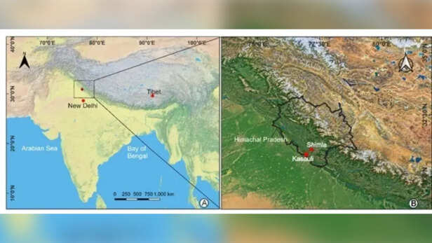 हिमाचल प्रदेश में मिले करोड़ों साल पुराने जीवाश्मों से जामुन के विकास का खुलासा।