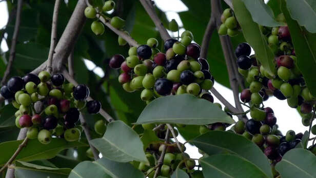 वैज्ञानिकों के अनुसार भारत से दक्षिण-पूर्व एशिया तक फैला जामुन।