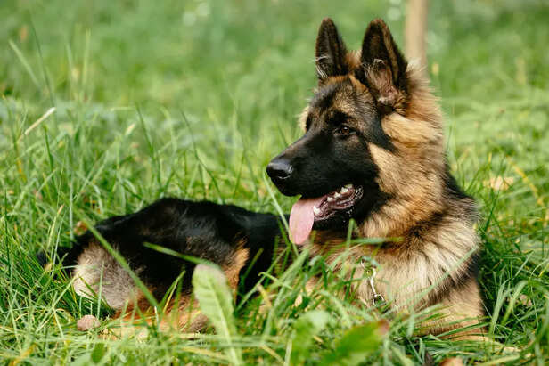 German Shepherd                           (Image Credit:Freepik)