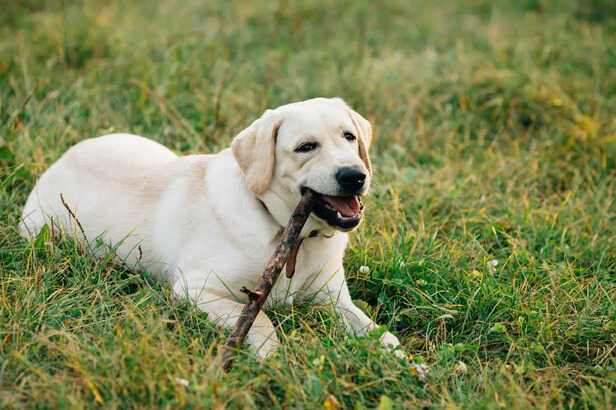 Labrador Retriever                         (Image Credit:Freepik)