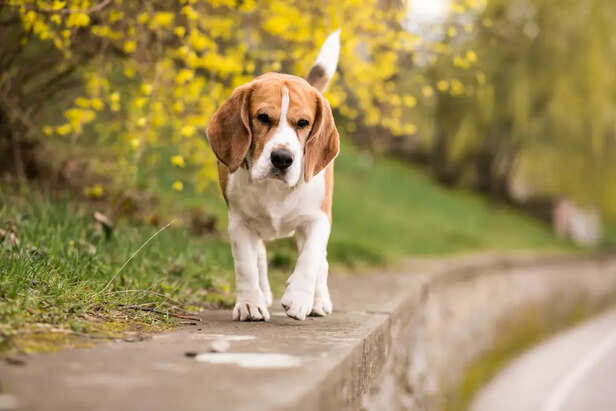 Beagle                                 (Image Credit:Freepik)