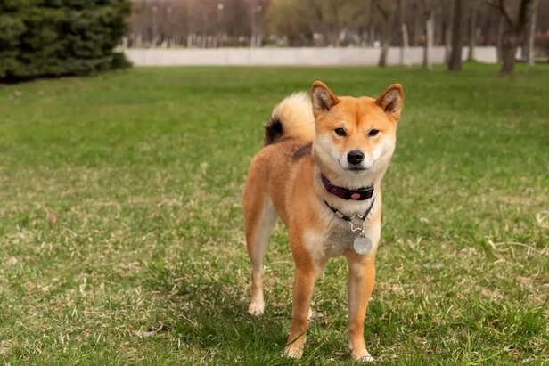Akita                  (Image Credit:Freepik)