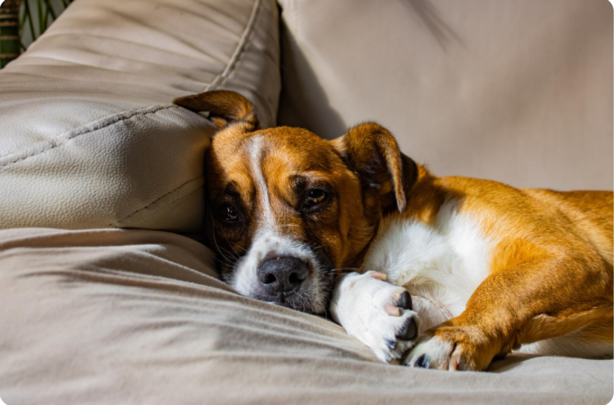 Restless Dog                              (Image Credit:Freepik)