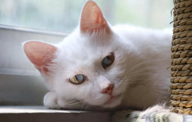 ​White Khao Manee Cat