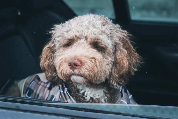 Curly-Coated Lagotto Portrait