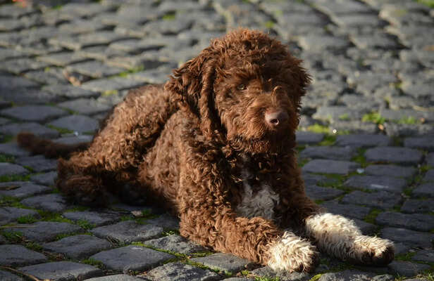 ​Lagotto Romagnolo Playing Outdoors