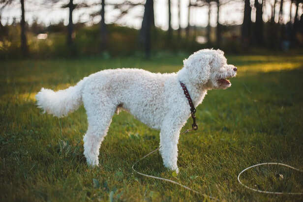 ​Lagotto Romagnolo Family Companion