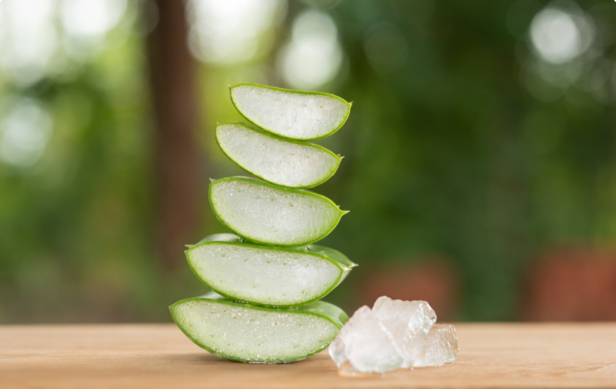 Aloe Vera                                   (Image Credit:Chatgpt Ai)