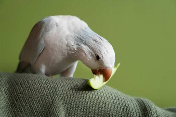 Playful Cockatiel