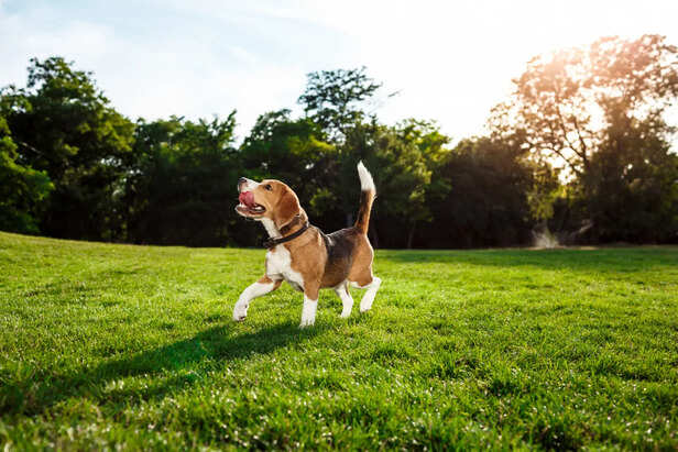 Beagle dog walking in park