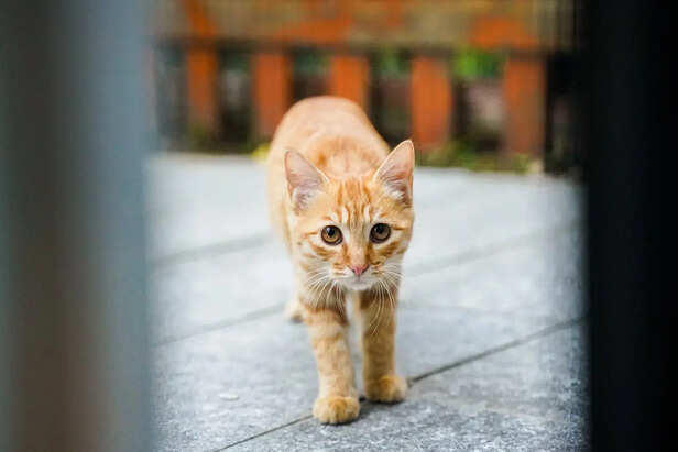 Curious Ginger Cat Exploring Outdoors