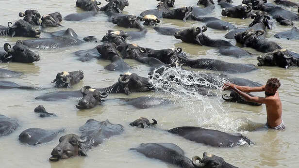 गर्मी से पशुपालन प्रभावित