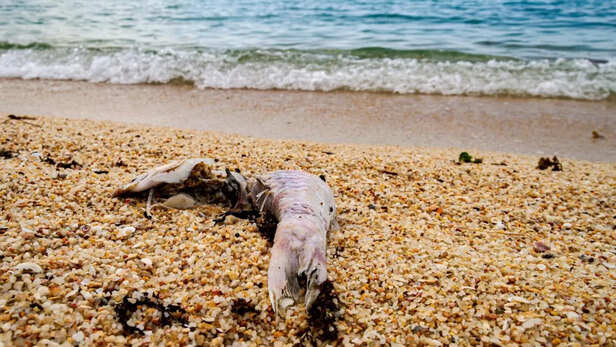 समुद्री गर्मी से मछली उत्पादन संकट