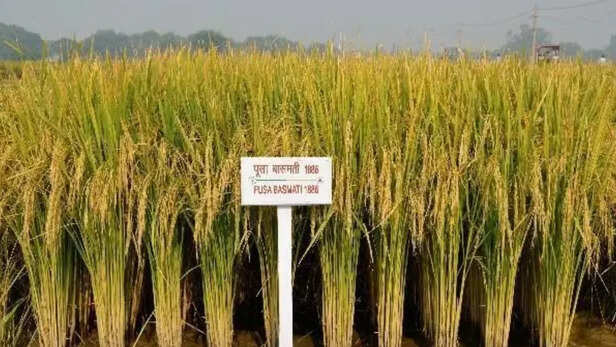 बढ़ती गर्मी से सहनशील बीज वाली फसल उगाएं