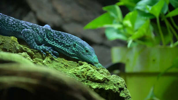 Blue Tree Monitor in Forest