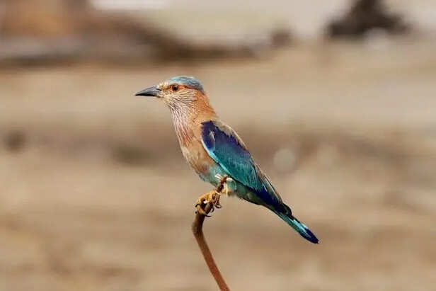 rare Bird Species                          (Image Credit:Pexels)