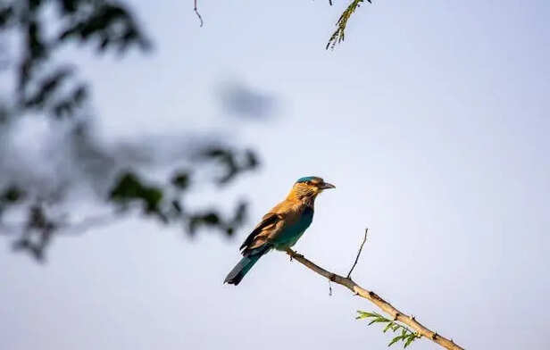 Blend of Nature                                   (Image Credit :Pexels)