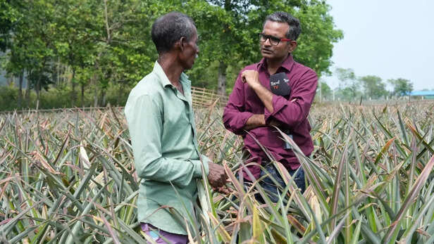 पश्चिम बंगाल में अनानास खेती को समझती गाँव कनेक्शन की टीम