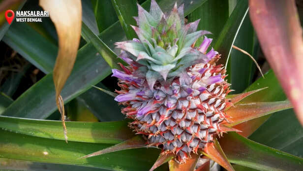 अनानास की खेती