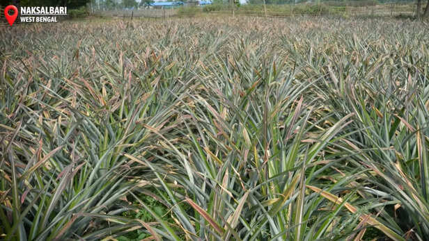 पश्चिम बंगाल के नक्सलबाड़ी में हो रही अनानास की खेती