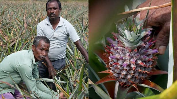 पकने के बाद कटाई के लिए तैयार फल