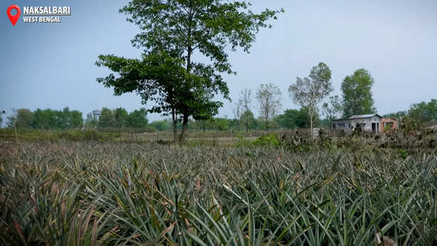 सही बाजार भाव मिलने पर अनानास की खेती काफी लाभदायक