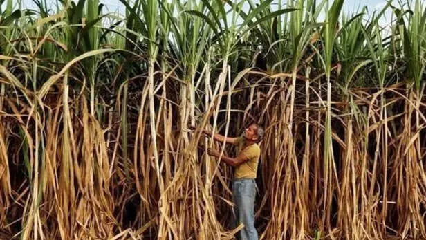 गन्ना फसल का होगा GPS सर्वे