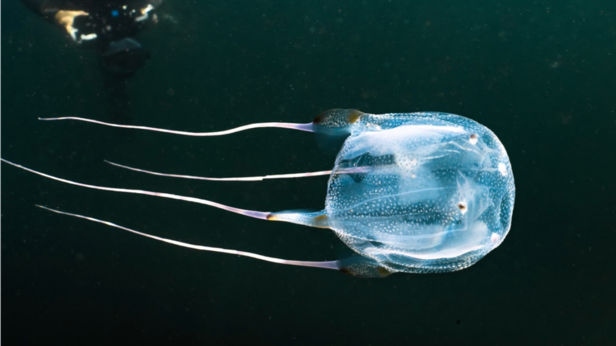 Box Jellyfish | Instagram - @lona_brak