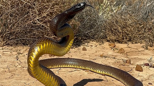 Inland Taipan | Instagram - @ssssmithy