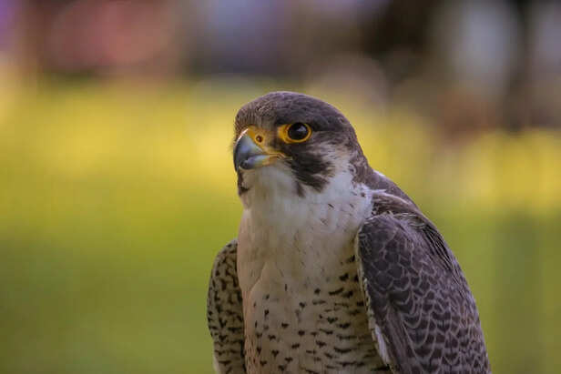 Peregrine Falcon