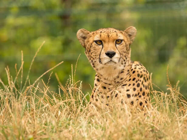 Cheetah