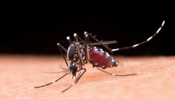 विश्व मलेरिया दिवस 2026