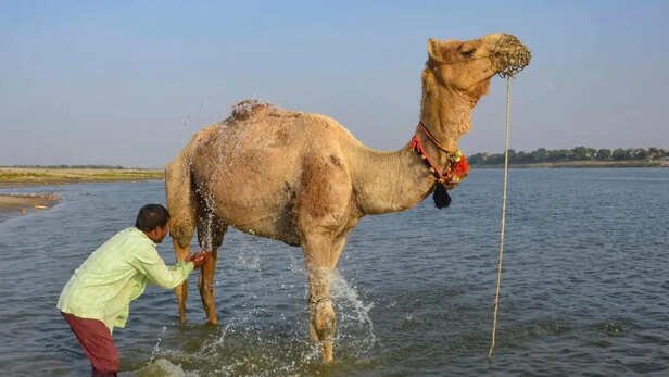 बढ़ती गर्मी में पशुओं का रखें ख्याल