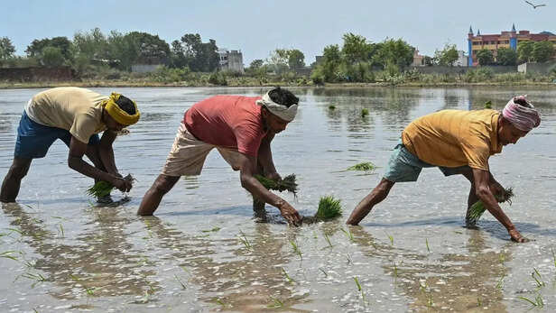 सिंचाई के समय पर ध्यान रखना जरूरी