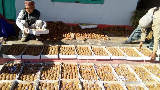 कीवी की सफल खेती करते किसान भगवान कोरंगा